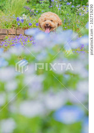 狗和花 狗和花 102719290