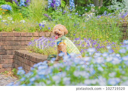 Dog and flower 102719320