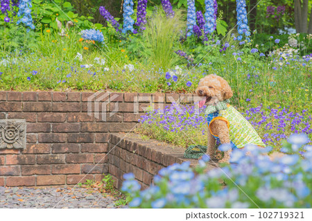 Dog and flower 102719321