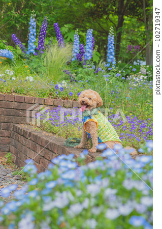 Dog and flower 102719347