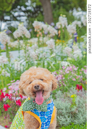 Dog and flower 102719372