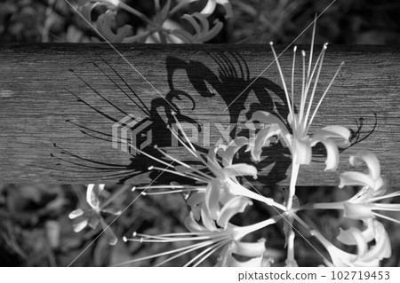 Monochrome, sadness everywhere, I think of you alone, amaryllidaceae 2 Monochrome, sadness everywhere, I think of you alone, amaryllidaceae 2 102719453
