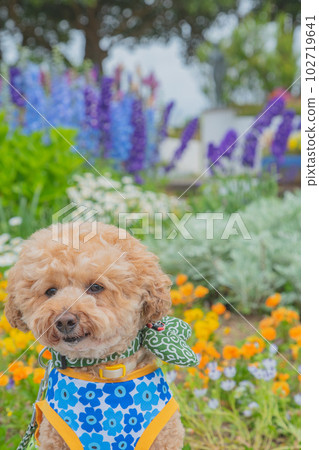 Dog and flower 102719641