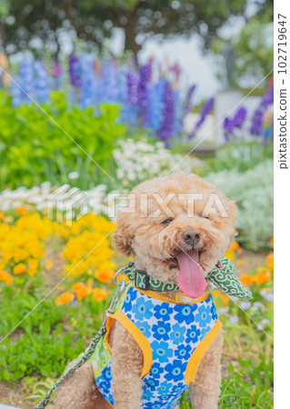 Dog and flower 102719647