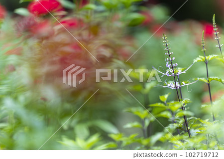 能擋風的貓須 能擋風的貓須 102719712