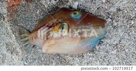 我抓到了劇毒的北枕 102719917