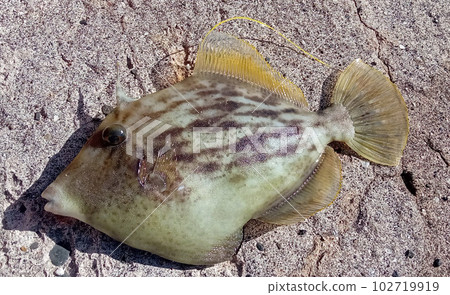 Filefish I caught just now Filefish I caught just now 102719919