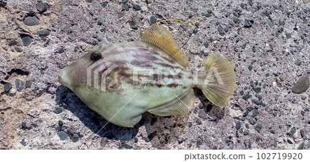 A male filefish lying on the seawall of a fishing port A male filefish lying on the seawall of a fishing port 102719920