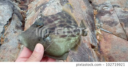 在多岩石的地方釣到的鮎魚 102719921