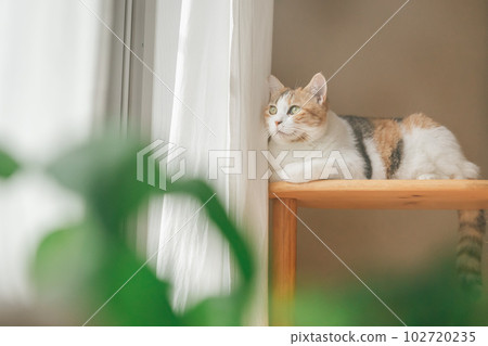 Natural interior and cute cats Natural interior and cute cats 102720235