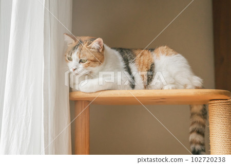 Natural interior and cute cats 102720238