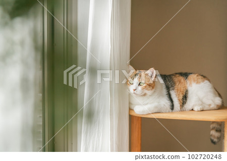 Natural interior and cute cats Natural interior and cute cats 102720248