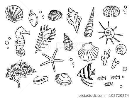 Seashell illustration set hand-drawn line drawing 102720274
