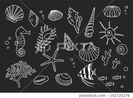 Seashell illustration set, hand-drawn line drawing, blackboard art style 102720276
