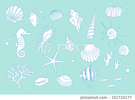 Seashell illustration set hand-drawn line drawing Seashell illustration set hand-drawn line drawing 102720277