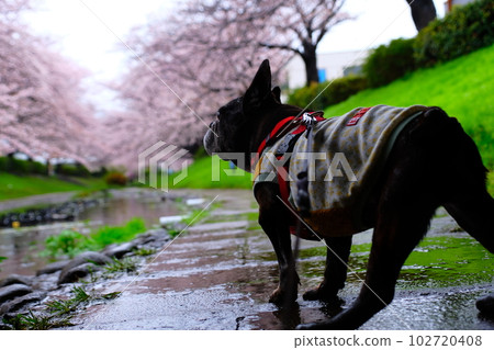 Egawa Seseragi Green Road Cherry Blossom Viewing Walk 102720408