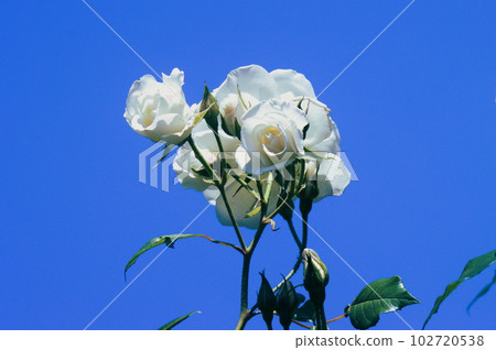 玫瑰 玫瑰 102720538