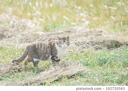 A cat living happily in the park 102720563