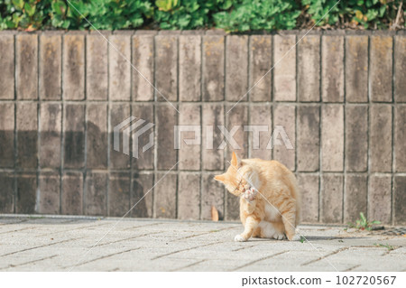 一隻快樂地生活在公園裡的貓 102720567