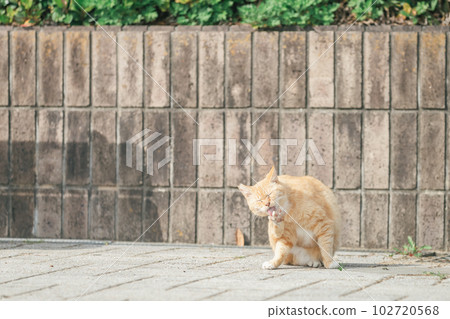 一隻快樂地生活在公園裡的貓 102720568
