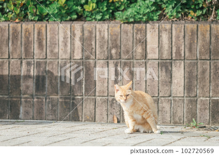 一隻快樂地生活在公園裡的貓 一隻快樂地生活在公園裡的貓 102720569