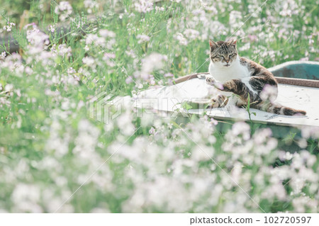 一隻快樂地生活在公園裡的貓 102720597