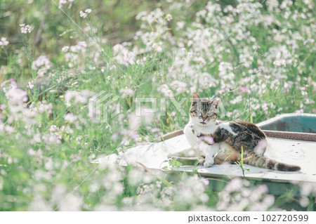 A cat living happily in the park A cat living happily in the park 102720599