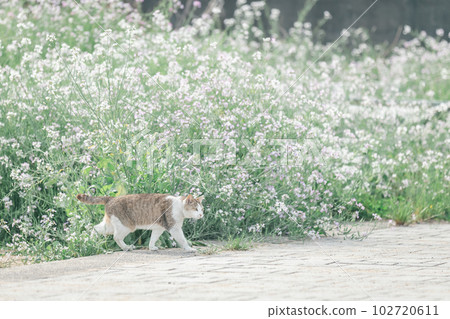 A cat living happily in the park A cat living happily in the park 102720611