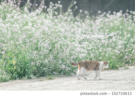 A cat living happily in the park 102720613