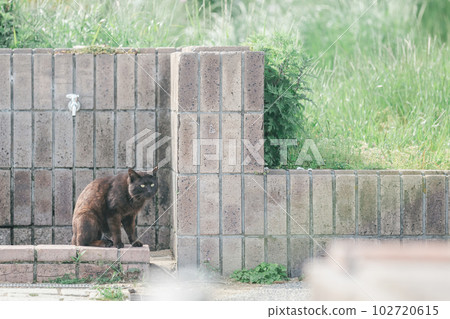 A cat living happily in the park 102720615
