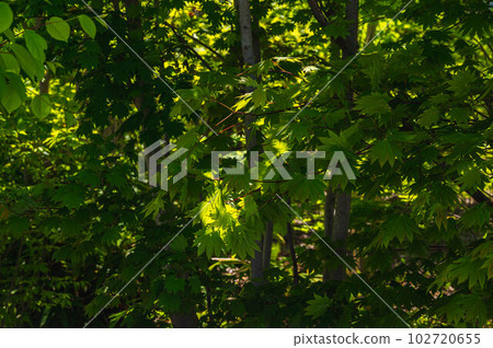 Acer palmatum in a sunny forest Acer palmatum in a sunny forest 102720655