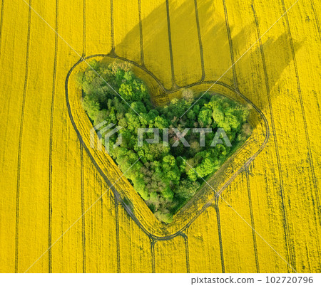 Heart-shaped small forest surrounded by rapeseed field 102720796