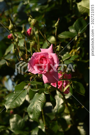 Red Rose Flower Red Rose Flower 102721055
