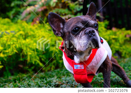 spring morning walk with french bulldog 102721076