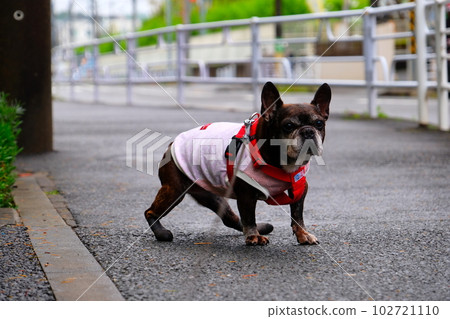 spring morning walk with french bulldog spring morning walk with french bulldog 102721110