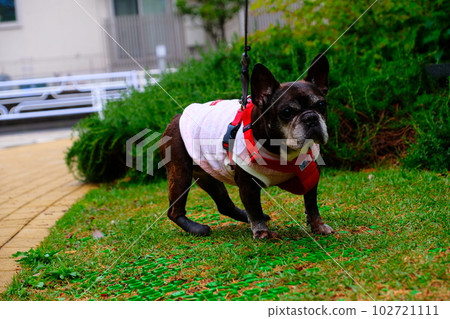 spring morning walk with french bulldog spring morning walk with french bulldog 102721111