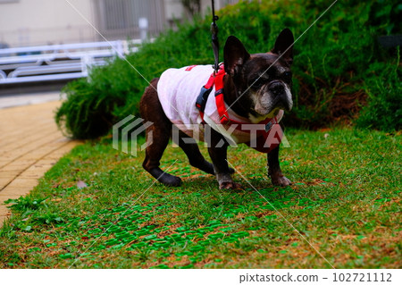 spring morning walk with french bulldog spring morning walk with french bulldog 102721112