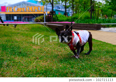 spring morning walk with french bulldog spring morning walk with french bulldog 102721113