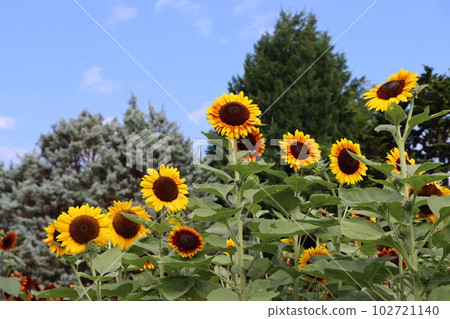 Large sunflowers show off their presence - 5 102721140