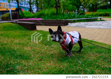 spring morning walk with french bulldog spring morning walk with french bulldog 102721155