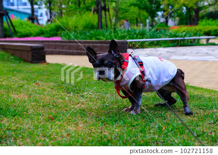 春天早晨與法國鬥牛犬散步 春天早晨與法國鬥牛犬散步 102721158