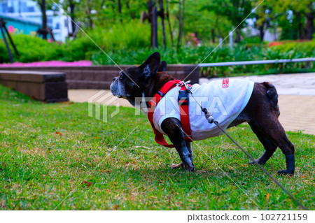 spring morning walk with french bulldog spring morning walk with french bulldog 102721159