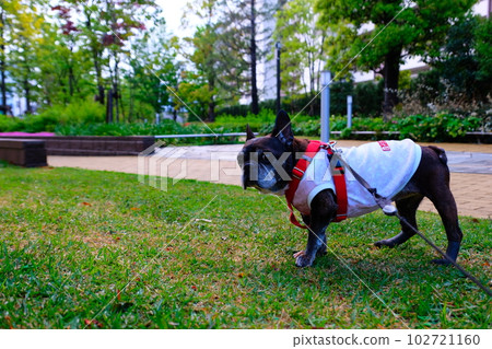 spring morning walk with french bulldog spring morning walk with french bulldog 102721160