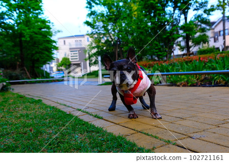 spring morning walk with french bulldog spring morning walk with french bulldog 102721161