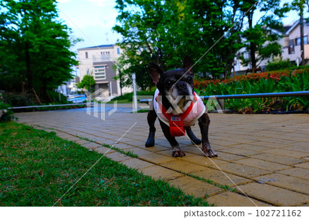 spring morning walk with french bulldog spring morning walk with french bulldog 102721162