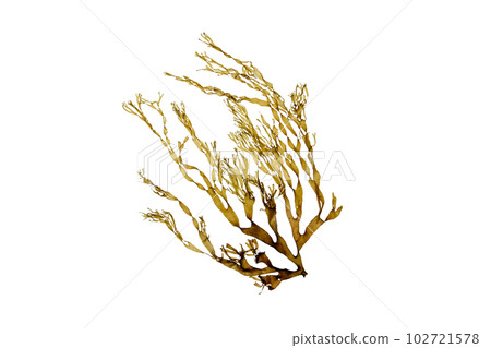 Dictyota brown seaweed branch isolated on white Dictyota brown seaweed branch isolated on white 102721578