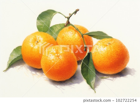 Illustration of mandarin orange Illustration of mandarin orange 102722254