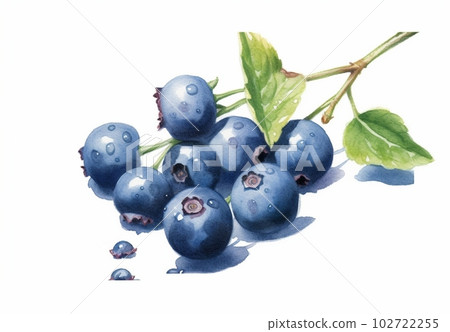 藍莓插圖 藍莓插圖 102722255