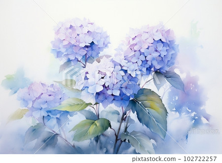 illustration of hydrangea 102722257