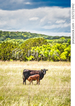 A peaceful rural landscape in Texas featuring a calf and its mother grazing amongst the grassland, framed by a cloudy sky. 102722442